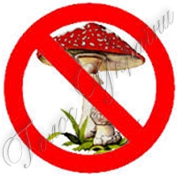 Не годуйте дітей грибами!